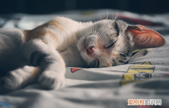 猫出现应激反应怎么办 处理不好会导致猝死吗