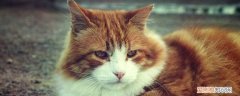 猫咪可以吃阿莫西林消炎药吗,猫咪可以吃阿莫西林胶囊吗,猫咪可以吃阿莫西林吗