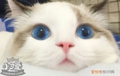 猫的眼睛有什么颜色的 猫的眼睛颜色不一样