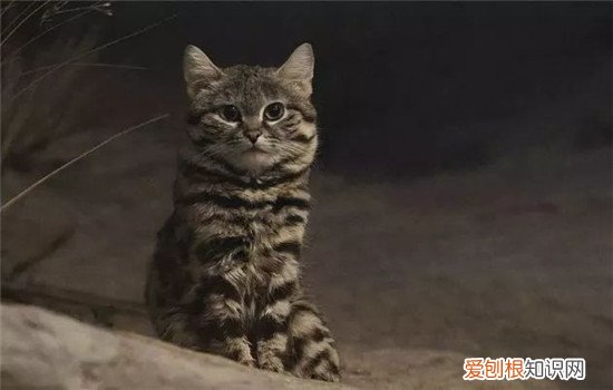 黑足猫是什么 黑足猫的名字由来是什么