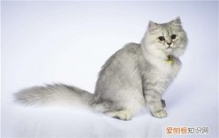 波斯猫是什么品种 波斯猫是猫中王妃