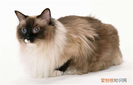 波斯猫是什么品种 波斯猫是猫中王妃