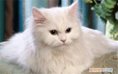 安哥拉猫是什么猫 安哥拉猫为什么那么昂贵