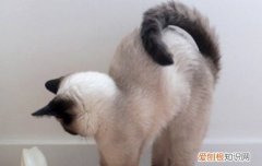 猫不吃饭是什么原因 猫不吃饭是怎么回事，猫不吃饭是怎么了,猫不吃饭是吃饱了吗