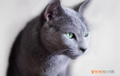 蓝猫粘人吗 蓝猫的粘人程度你能接受吗