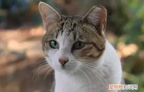 为什么有些流浪猫的耳尖会有缺口 是TNR绝育标识！