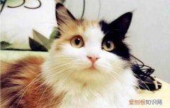 三花猫是土猫吗 你知道三花猫就是招财猫吗