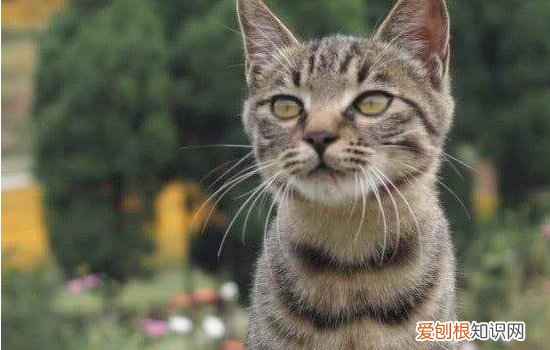 猫咪怎么清理眼睛 怎么清理猫眼睛附近,猫的眼睛怎么清理