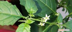 龙葵盆栽的种植方法 少花龙葵的养殖方法