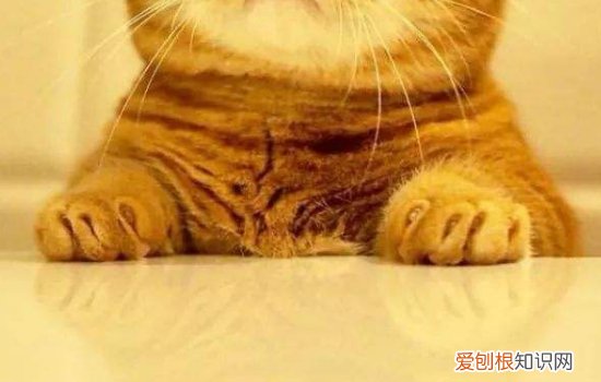 新生小猫不拉屎怎么办,新生小猫肚子大不拉屎怎么办,新生小猫不拉屎只拉尿