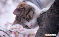 新生小猫不拉屎怎么办,新生小猫肚子大不拉屎怎么办,新生小猫不拉屎只拉尿