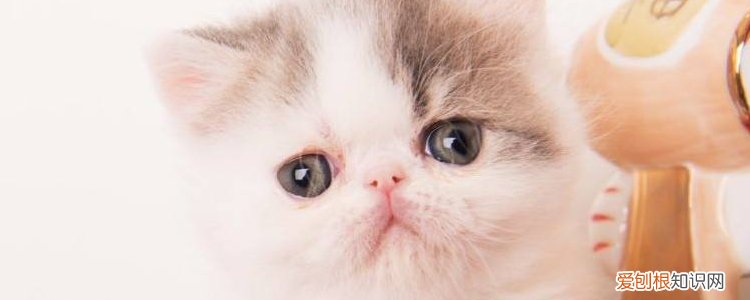 成年猫一个月吃多少猫粮,成年猫一个月吃几斤猫粮,成年猫一个月要吃多少猫粮