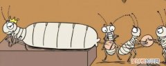白蚁怎么养 养白蚁方法