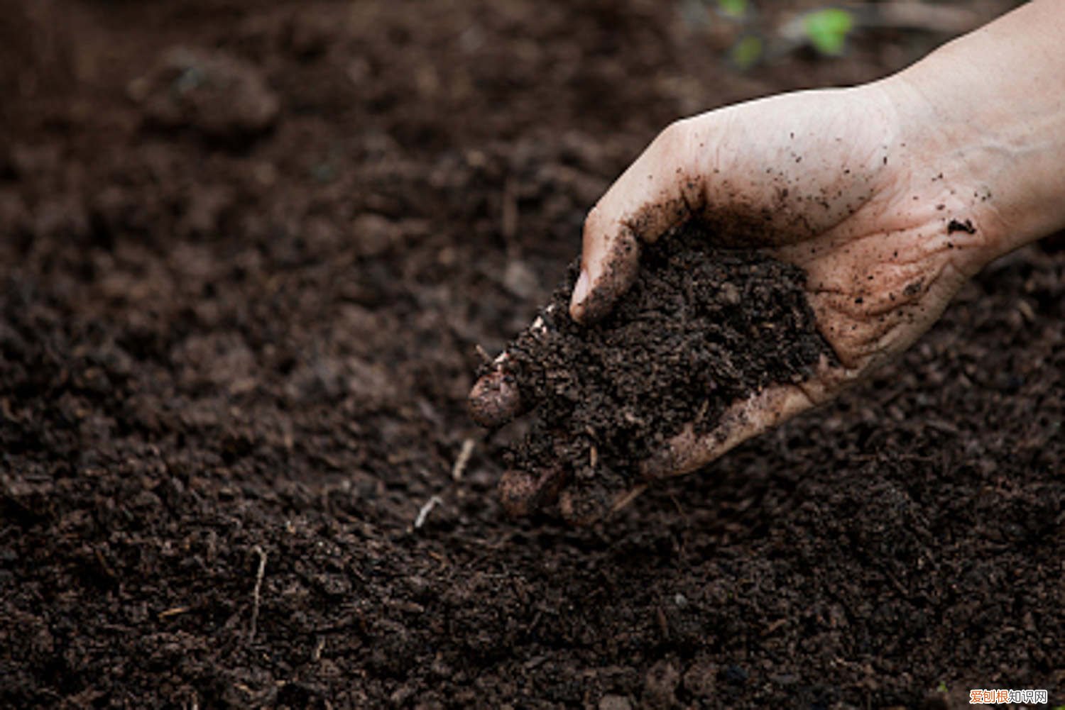 烂根后的土用什么消毒 烂根的土壤怎么消毒