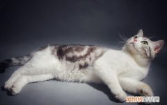 猫咪不能吃啥? 猫咪到底不能吃什么,猫咪不能吃什么,猫咪不能吃的东西