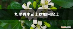 九里香小苗怎么换盆 九里香小苗上盆如何配土