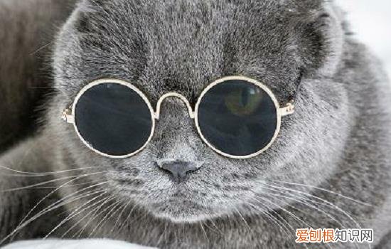 猫牙齿上有黑色的东西,猫牙齿旁边有黑色的东西，猫的牙齿为什么是黑色的