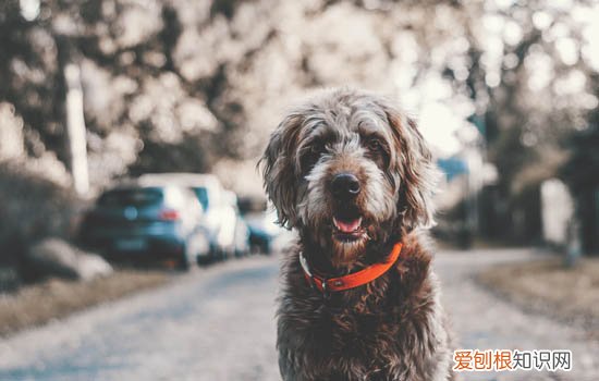 狗肛门出血是怎么引起的 狗肛门出血的原因