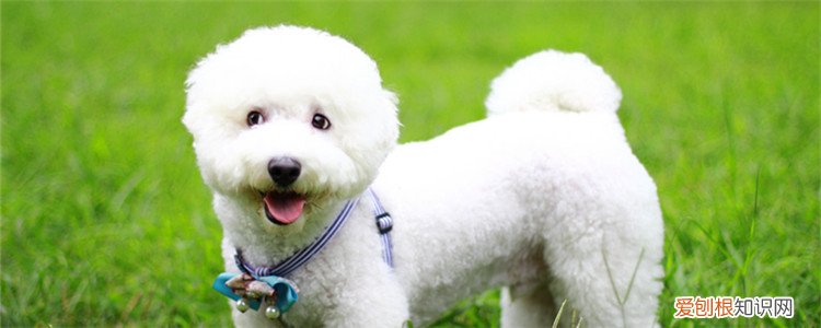 比熊生气的表现 遇到这几点就需要注意了!