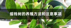 摇钱树的养殖方法和注意事项盆栽 摇钱树的养殖方法和注意事项，摇钱树图片