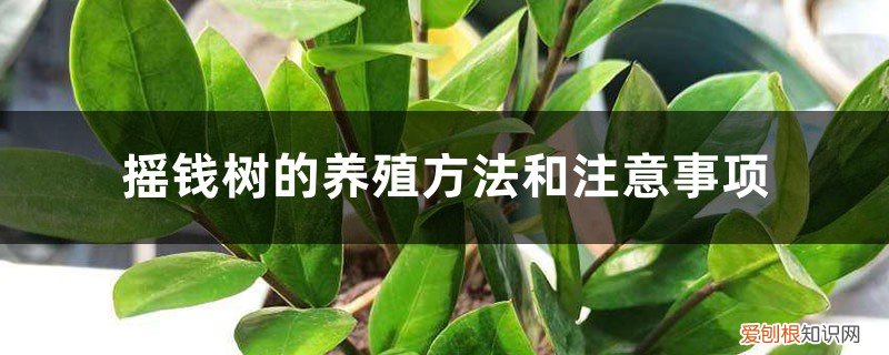 摇钱树的养殖方法和注意事项盆栽 摇钱树的养殖方法和注意事项,摇钱树图片