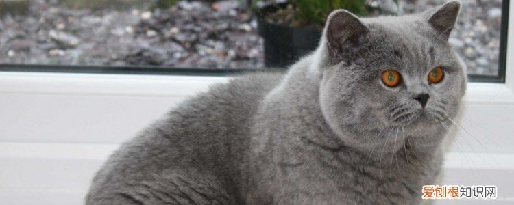 猫咪冬天可以在室外住吗,猫咪冬天在室外会被冻死吗,猫咪冬天可以养在室外吗