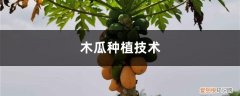 木瓜籽可以种木瓜吗 木瓜种植技术，木瓜籽怎么种