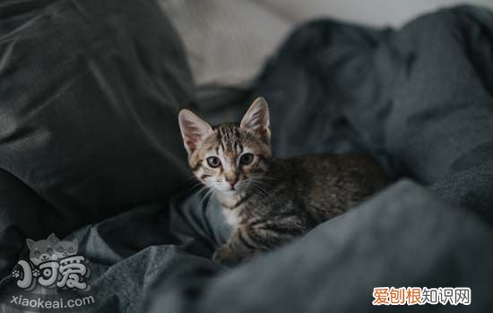 十大最适合家养的猫 中华田园猫上榜你养了哪种？