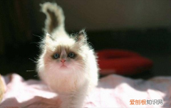 公的布偶猫能长到多少斤 布偶猫能长到多少斤,布偶猫可以长到多少斤,布偶能长到多少斤