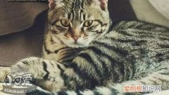 中国的猫一般是什么品种 必须科普的中华田园猫