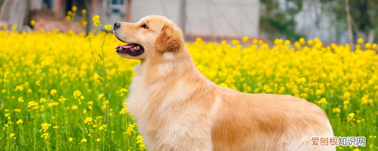 拉布拉多和金毛的区别 两种都是非常温顺的狗了！
