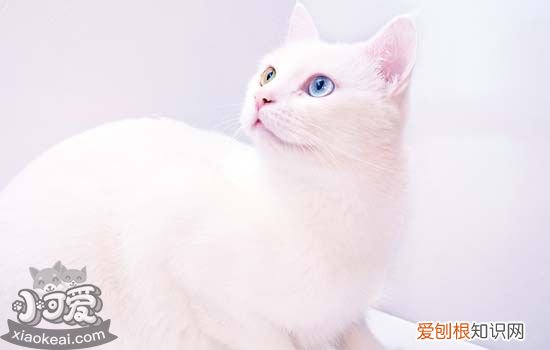 布偶猫为什么这么贵 布偶猫为什么被称为行走的钱包