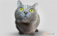 猫咪的动作代表什么 如何解析猫咪动作的含义