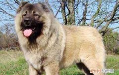 哪些狗是禁止养的 这些危险品种遇见请绕道！