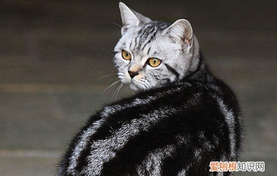 猫能不喝牛奶 波斯猫能喝牛奶吗