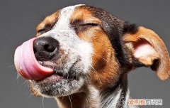 秋田犬优缺点 看完你还是权衡一下要不要养吧！