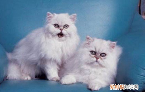 为什么猫喜欢和人一起睡觉,猫喜欢和人睡觉吗,猫为什么喜欢和人一起睡觉