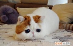 人可以跟猫一起睡觉吗 猫可以和人一起睡觉吗,人可以喝猫一起睡觉吗,能和猫一起贺睡觉吗