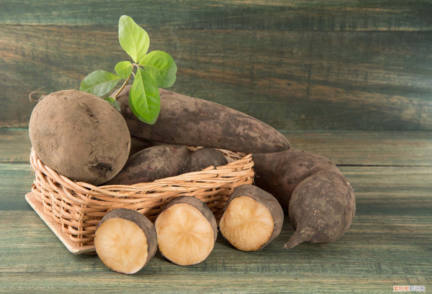 雪莲果什么时候种植 方法 雪莲果种植方法，雪莲果什么时候种植