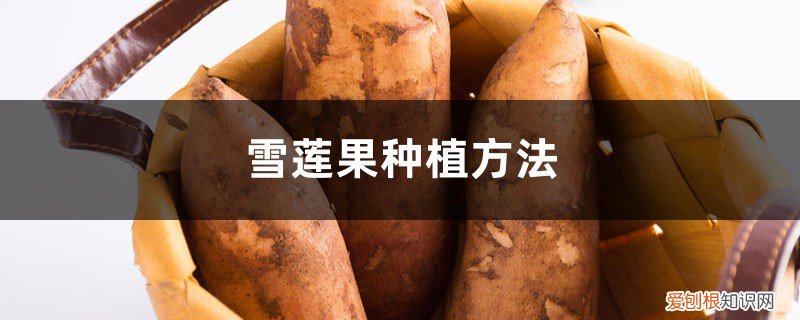 雪莲果什么时候种植 方法 雪莲果种植方法，雪莲果什么时候种植