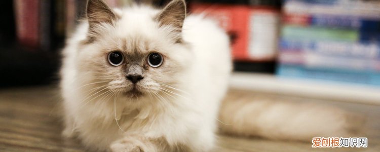 布偶猫耳朵烫怎么回事 布偶猫耳朵热正常吗,布偶猫的耳朵热热的正常吗,布偶耳朵热正常吗