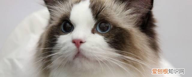 撸猫的正确方法 撸猫的正确方法是什么