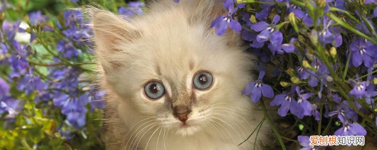 布偶公猫粘人吗 布偶猫粘人吗,布偶猫黏人嘛,布偶粘人吗