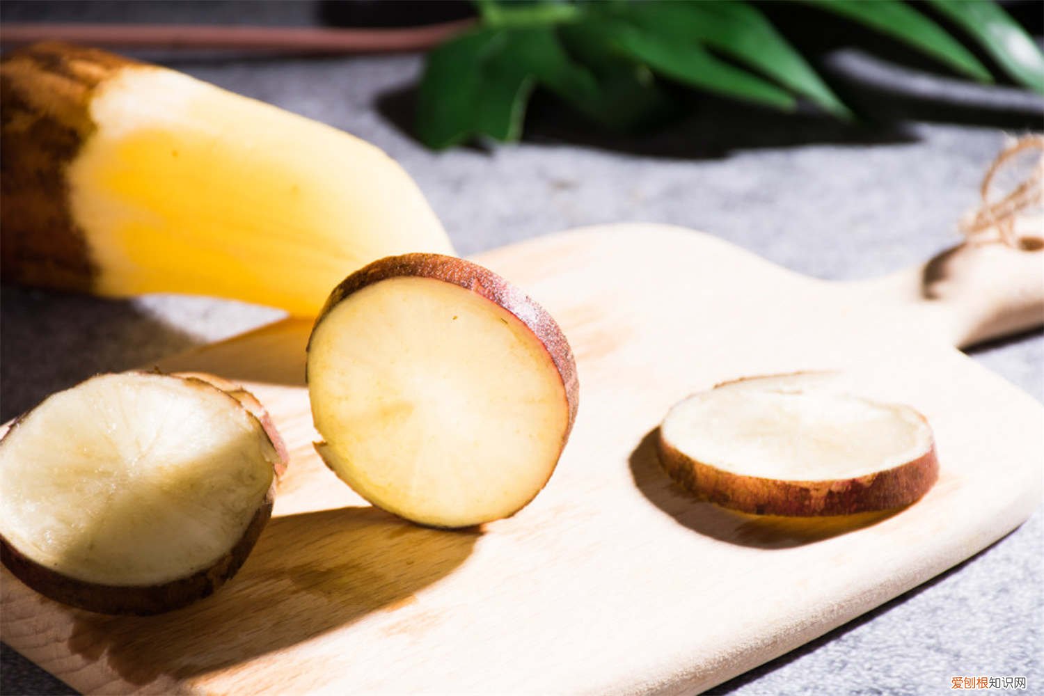 怎样种植雪莲果果 雪莲果怎么种植，雪莲果是什么