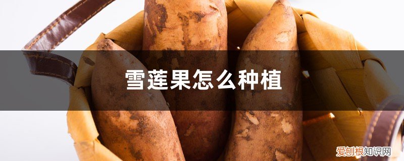 怎样种植雪莲果果 雪莲果怎么种植，雪莲果是什么