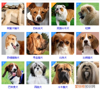 智商低的狗狗排名 这些狗狗真是“傻”的可爱