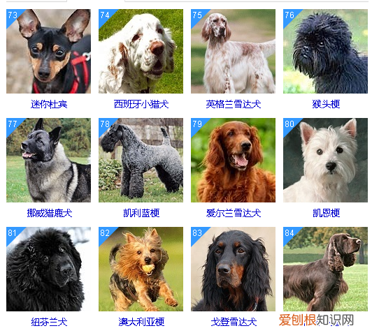 智商低的狗狗排名 这些狗狗真是“傻”的可爱