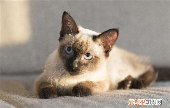 暹罗猫爱干净吗 暹罗猫有什么缺点