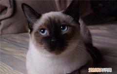 暹罗猫的优点有什么 喜欢粘人猫咪的适合饲养