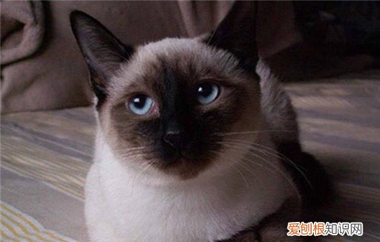 暹罗猫的优点有什么 喜欢粘人猫咪的适合饲养
